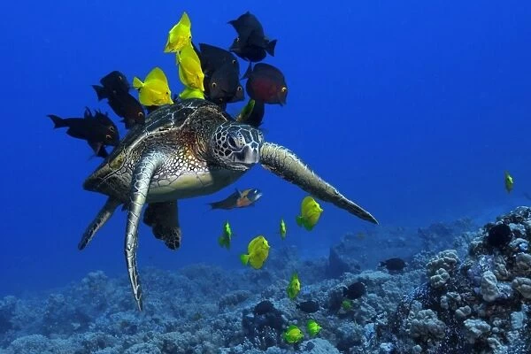 Green sea turtle, Chelonia mydas, gets cleaned by yellow tangs, Zebrasoma flavescens and lined bristletooth, Ctenochaetus striatus, Kailua-Kona, Hawaii, (N