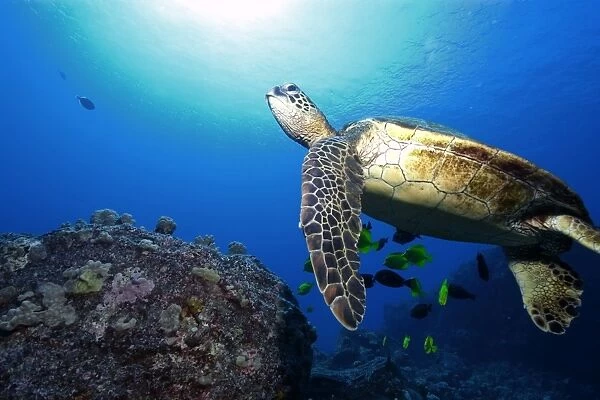 Green sea turtle, Chelonia mydas, Kailua-Kona, Hawaii, (N. Pacific)