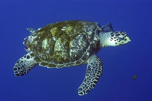 Green sea turtle, Chelonia mydas, in open water, St. Peter and St. Paul rocks, Brazil, Atlantic (rr)