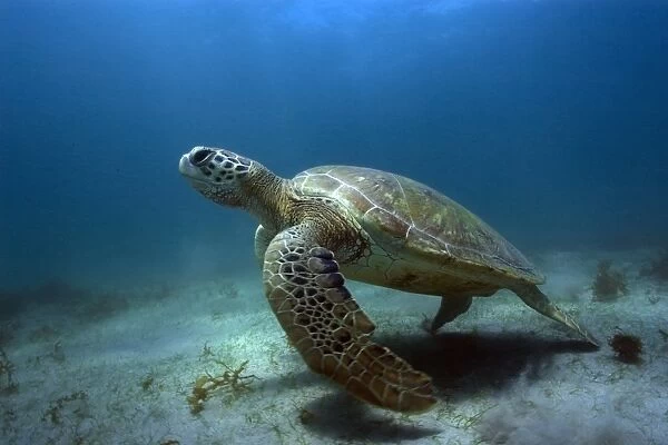 Green sea turtle, Chelonia mydas, Sueste Bay, Fernando de Noronha, Pernambuco, Brazil, Atlantic Ocean