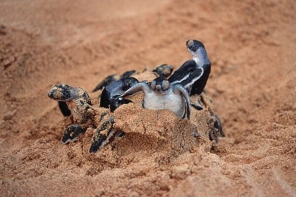 Green sea turtles hatching (Chelonia mydas). Fernando de Noronha, Pernambuco, Brazil