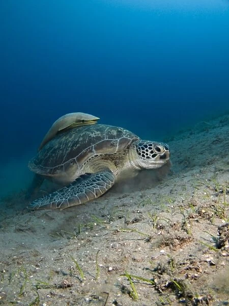 Green Turtle (Chelonia midas) with Striped remora (Echeneis naucrates) on its back. Endangered species. Marsa Abu Dabab, Marsa Alaam, Red Sea