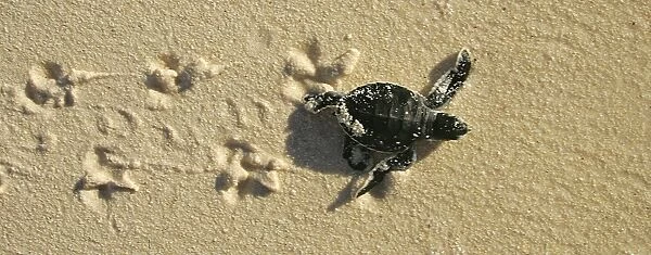 Green turtle (Chelonia mydas) hatchling, only a few hours old, returning to the sea. Bird Island, Seychelles, Indian Ocean (RR)