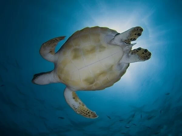 Green turtle (Chelonia mydas). Species Endangered. Marsa Shagra, Marsa Alaam, Red Sea, Egypt