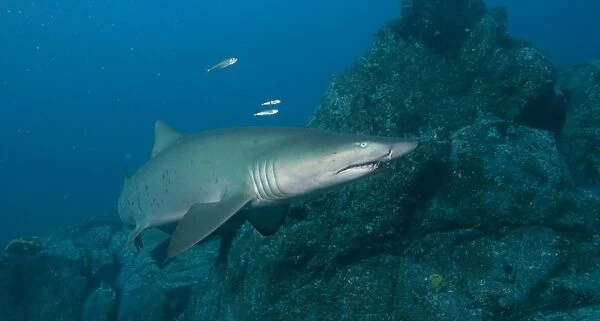 Grey Nurse Shark. South West Rocks, NSW, Australia