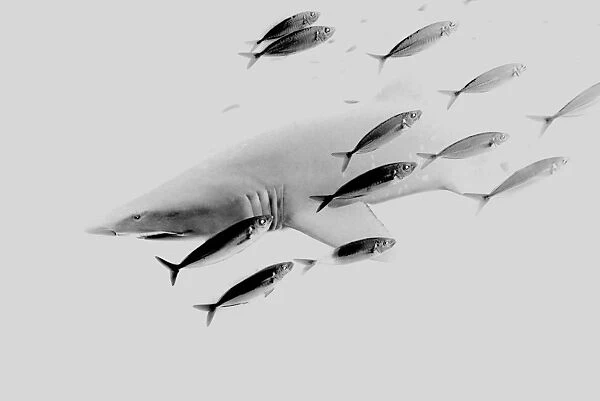 Grey Nurse shark. South West Rocks, NSW, Australia (rr)