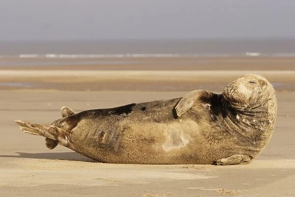 Grey Seal, Halichoerus grypus, adult male lying on beach propped up on elbow. Donna Nook, Lincolnshire, UK