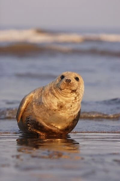 Grey Seal, Halichoerus grypus, basking in sunset light near sea edge looking to camera. Lincolnshire, UK