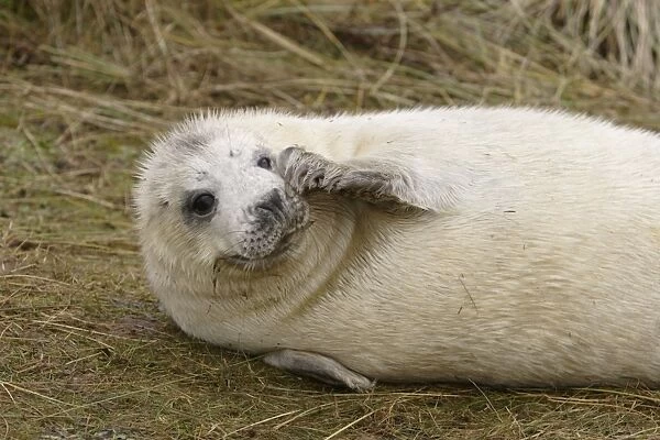 Grey Seal, Halichoerus grypus, pup in lanugo coat just starting to moult on flippers and head scratching itself with flipper. Donna Nook, Lincolnshire, UK