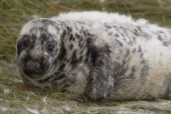 Grey Seal, Halichoerus grypus, pup moulting its original lanugo coat, tufts of which are visible on grass. Donna Nook, Lincolnshire, UK