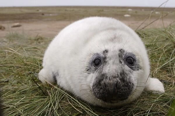 Grey Seal, Halichoerus grypus, pup in white lanugo coat looking to camera, . Lincolnshire, UK. (RR)