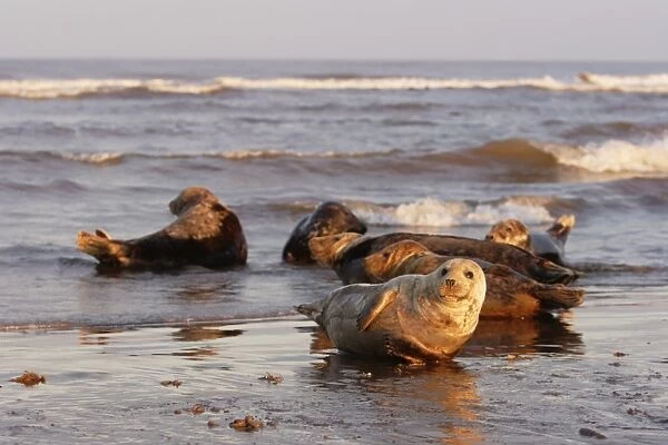 Grey Seals, Halichoerus grypus, basking in sunset light near sea edge looking to camera. Lincolnshire, UK