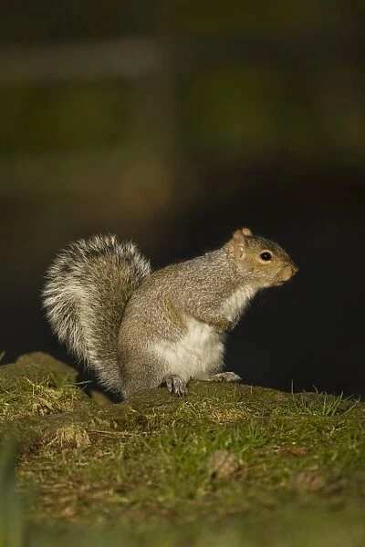 Grey squirrel (Sciurus carolinensis) in a park. Scotland