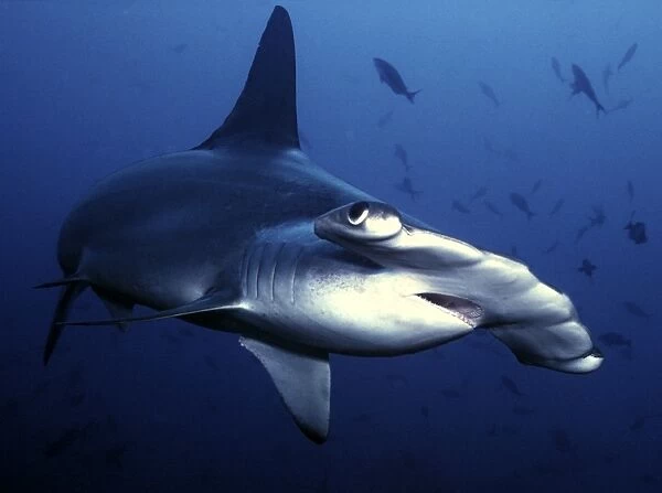 hammerhead shark. (rr)