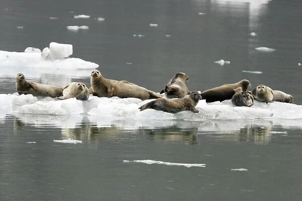 Harbor Seals (Phoca vitulina) on ice near Johns Hopkins Glacier in Glacier Bay National Park, Southeast Alaska, USA
