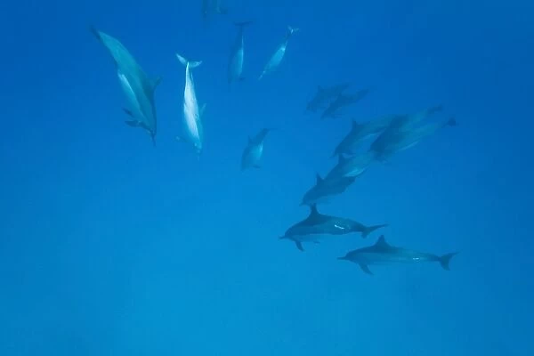 Hawaiian Spinner Dolphin pod (Stenella longirostris) underwater in Honolua Bay off the northwest coast of Maui, Hawaii, USA. Pacific Ocean. Spinner Dolphins occur in pelagic tropical waters in all the worlds major oceans. Although they mainly