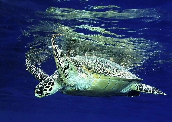 Hawksbill Turtle (Eretmochelys Imbricata) Marsa Alarm, Egypt, Red Sea