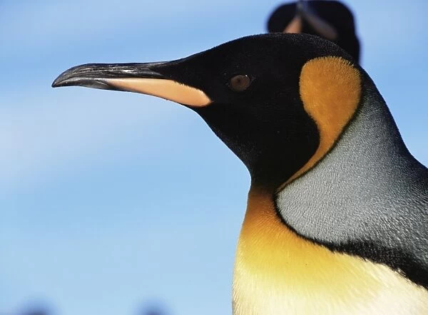 Head portrait ofKing penguin(Aptenodytes patagonica) Falkland Islands
