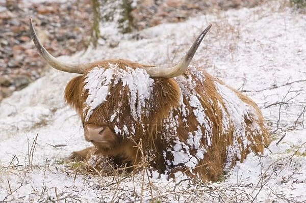 A Highland cow in Glen Nevis in the snow in Scotland
