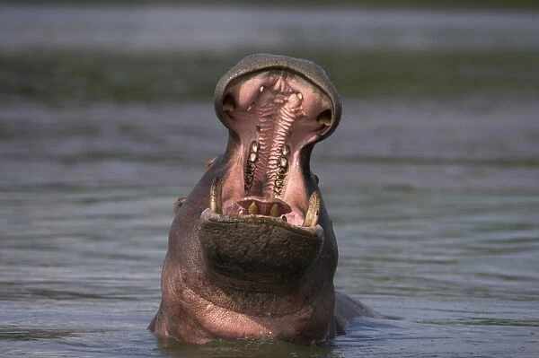 Hippo (Hippopotamus amphibius) yawning. Kruger National Park, Mpumalanga, South Africa