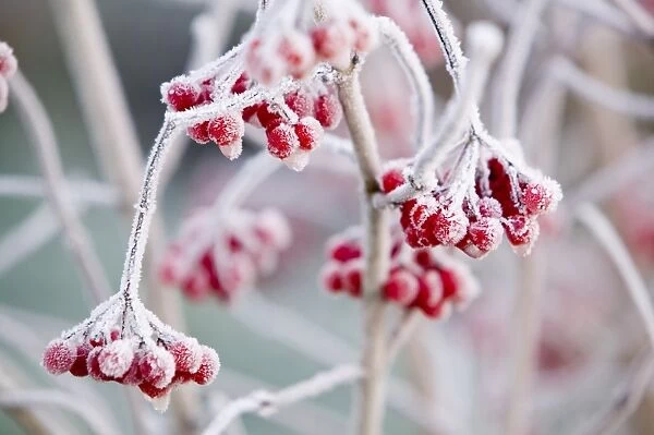 Hoare frost on Rowan berries UK