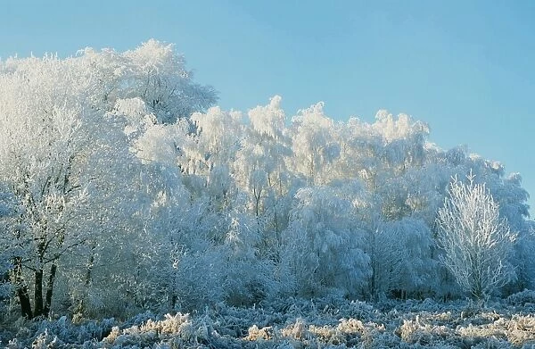 Hoare frost on trees on the Beacon near Loughborough Leicestershire UK
