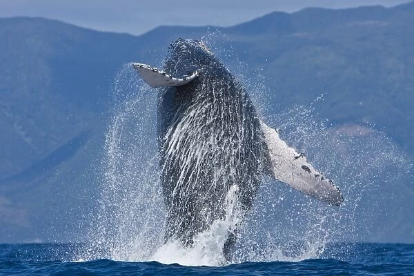 Humpback whale (Megaptera novaeangliae) in the AuAu Channel between the islands of Maui and Lanai, Hawaii, USA. Each year humpback whales return to these waters in the winter and spring to mate and give birth to their calves