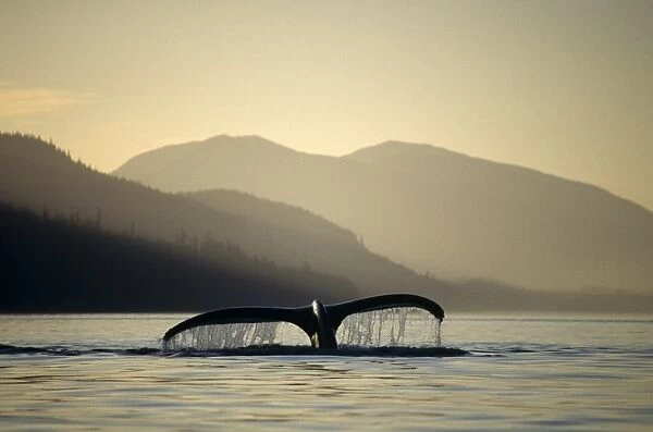 Humpback Whale (Megaptera novaeangliae) sounding. Chatham Straits, S. E. Alaska