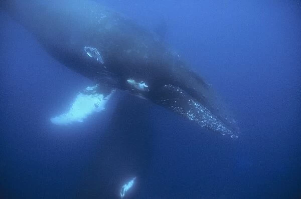 Humpback whale underwater. (Megaptera novaeangliae). Antarctic Peninsula, Antarctica