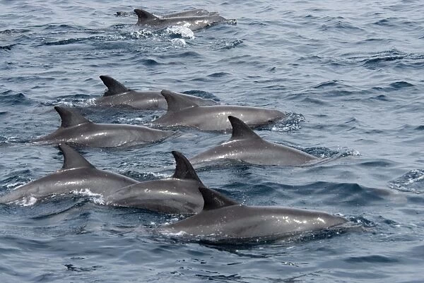Indo-Pacific Bottlenose Dolphin (Tursiops Aduncus). Azores, North Atlantic