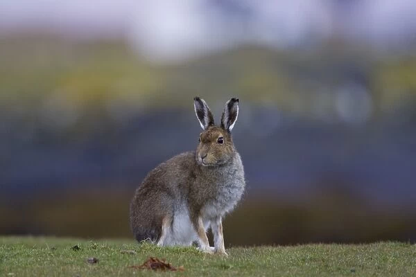Irish Hare (Lepus timidus, sub species hibernicus) grazing on a coastal grassy knoll. Argyll and the Islands, Scotland