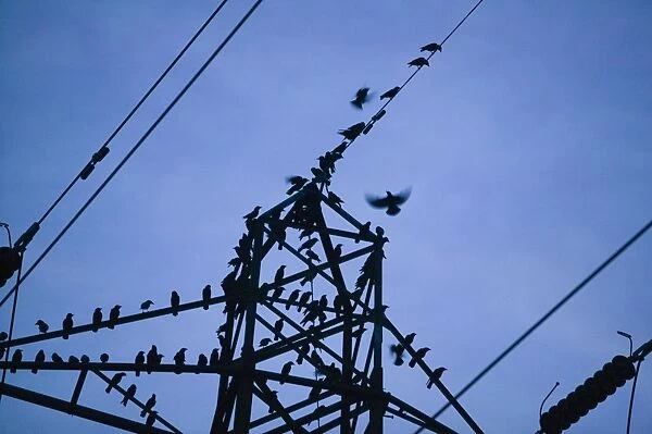 Jackdaws and Rooks lined up on a electricity pylon, prior to roosting, Ulverston, Cumbria, UK