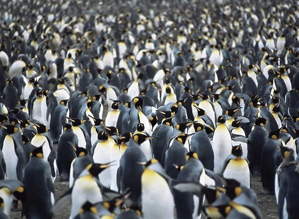 King penguin (Aptenodytes patagonica) mass colony Falkland Islands