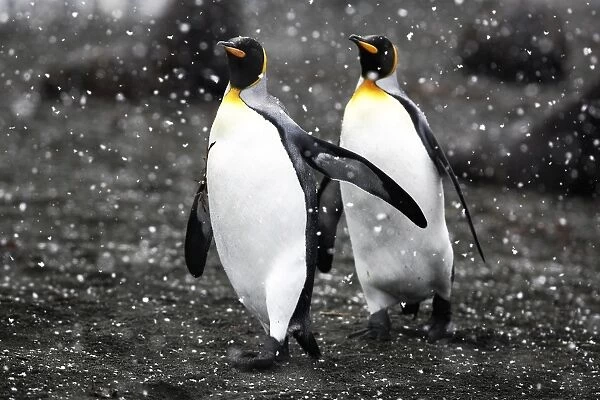 King Penguin pair (Aptenodytes patagonicus) walking on beach in snowstorm on South Georgia Island, southern Atlantic Ocean