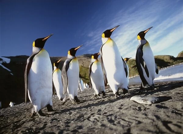 King penguins (Aptenodytes patagonica) curious group on beach Falkland Islands