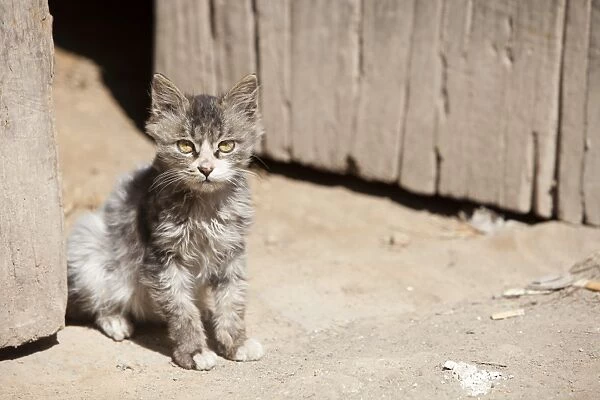 A kitten looks out of a doorway in northern China