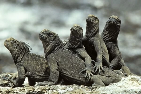Line up of marine iguanas on each others backs. (Amblyrhynchus cristatus). Genovesa Island, Galapagos