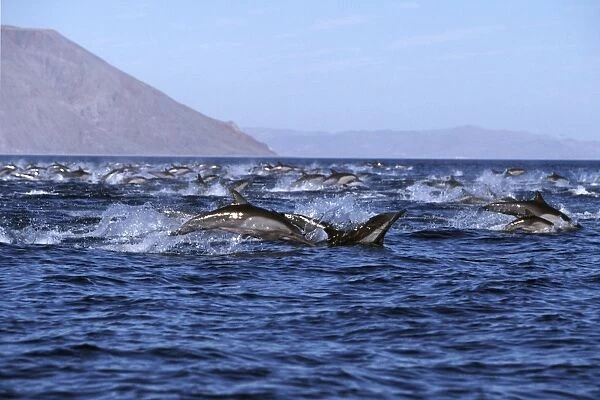 Long-beaked Common Dolphin, Delphinus capensis, pod leaping in Bahia de los Angeles, Baja California, Mexico