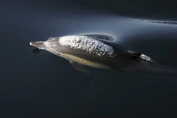 Long-beaked Common Dolphin (Delphinus capensis) surfacing (note the blow behind head) in the Gulf of California (Sea of Cortez), Mexico