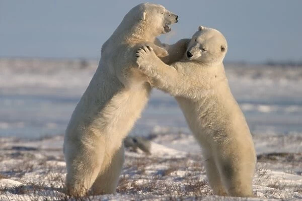 Male Polar Bears, Ursus maritimus, engaged in ritualistic mock fighting (serious injuries are rare), near Churchill, northern Manitoba, Hudson Bay, Canada