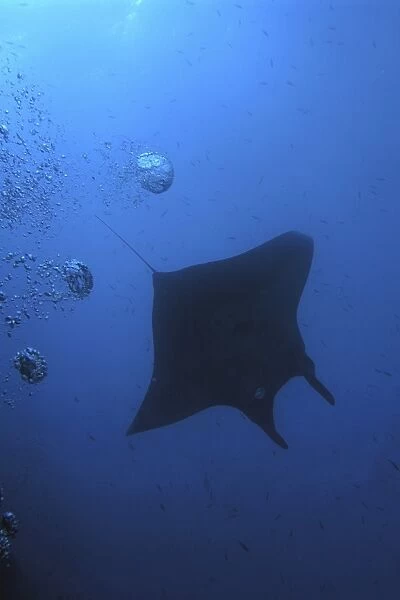 Manta (Manta birostris ) passing over head with divers bubbles. Red Sea. Egypt