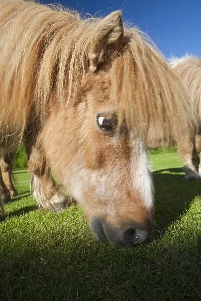 A miniature Shetland pony grazing in a field in Berrynarbor, North Devon, UK