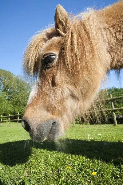A miniature Shetland pony grazing in a field in Berrynarbor, North Devon, UK