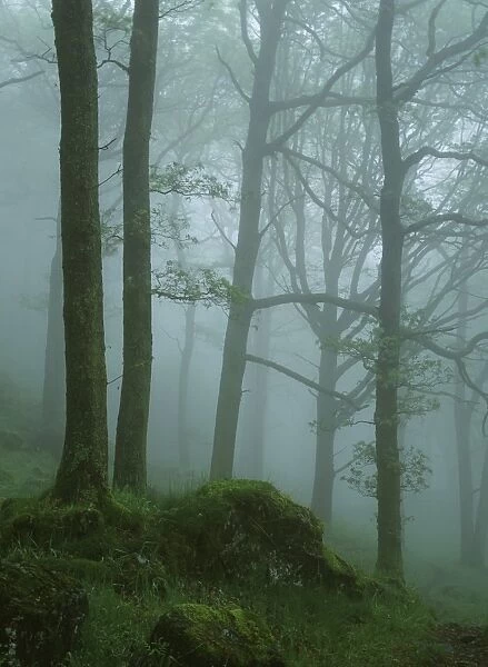 Misty Woodland near Ambleside Lake District UK