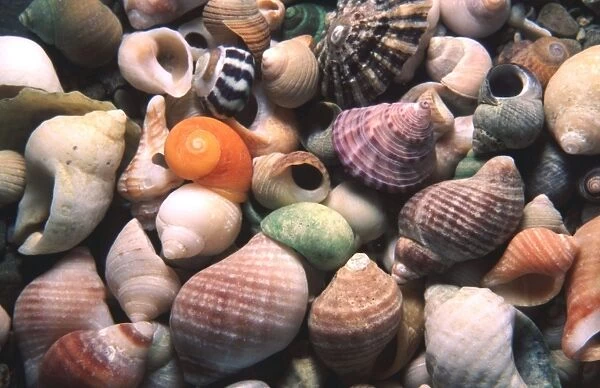 Mixed Seashells. UK