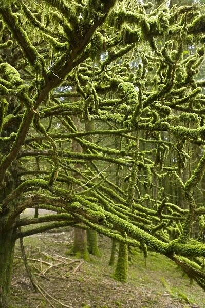 Moss on a woodland tree near Inveraray Scotland