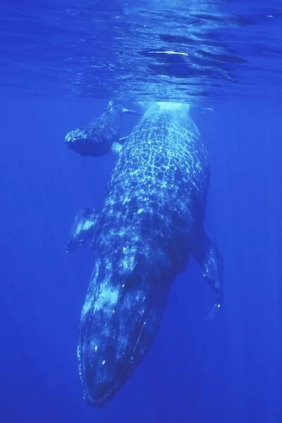 Mother and calf Humpback Whale (Megaptera novaeangliae) underwater in the AuAu Channel off Maui, Hawaii, USA. Pacific Ocean