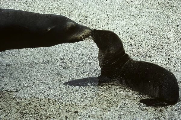 Mother and new born Galapagos sea lion sniffing each other. (Zalophus californianus wollbaeki). Punta Suarez, Espa ola Island, Galapagos