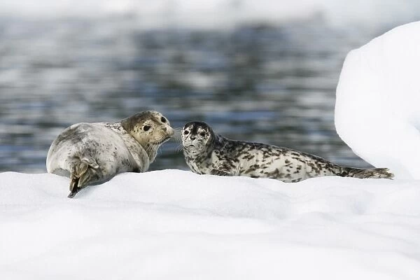 Mother and pup harbor seal (Phoca vitulina) on icebergs calved from the LeConte Glacier just outside Petersburg, Southeast Alaska. Mother harbor seals gather here each May to give birth to pups on ice. (RR)