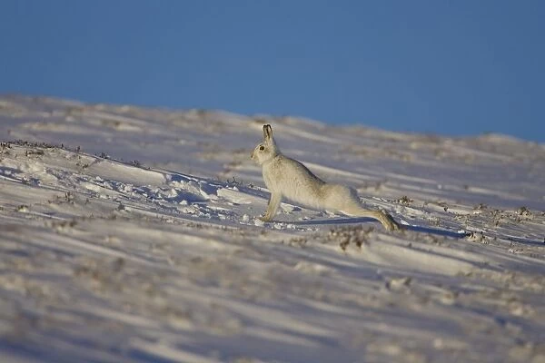 Mountain Hare (Lepus timidus) stretching in snow with heather poking through snow. highlands, Scotland